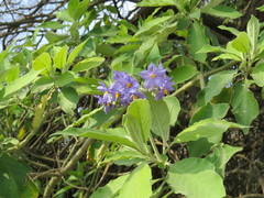 Solanum granulosoleprosum