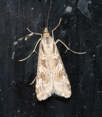 Nomophila corticalis