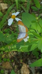 Mestra dorcas