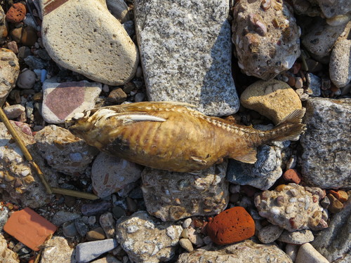 Pterodoras granulosus