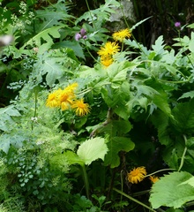 Doronicum austriacum
