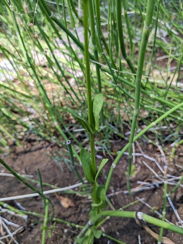 Image of Zeltnera arizonica by (c) Alina Martin, some rights reserved (CC BY)