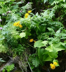 Doronicum austriacum