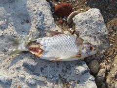 Prochilodus lineatus