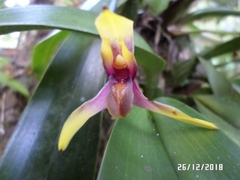 Maxillaria cucullata