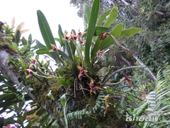 Maxillaria cucullata