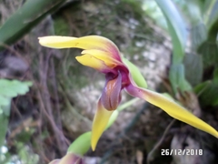 Maxillaria cucullata
