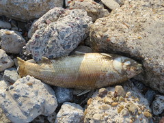 Prochilodus lineatus