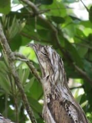 Nyctibius jamaicensis