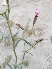 Palafoxia arida