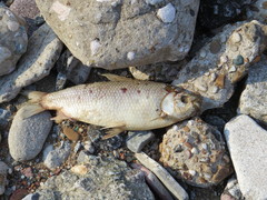 Prochilodus lineatus