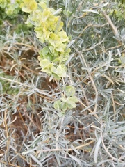 Atriplex canescens
