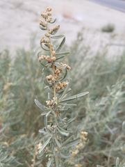 Atriplex canescens