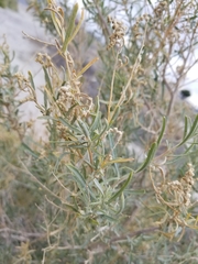 Atriplex canescens