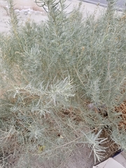 Atriplex canescens