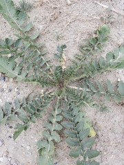 Brassica tournefortii