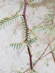 Prosopis glandulosa