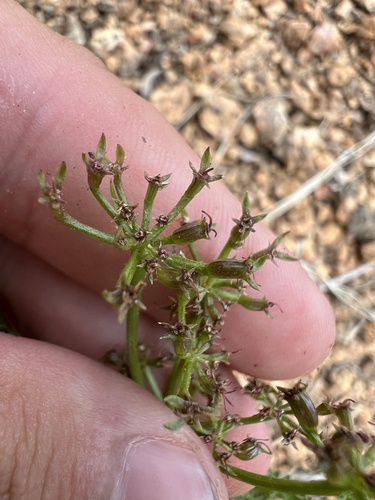 Rocky Mountain Indian Parsley (Cymopterus anisatus)