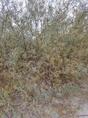 Prosopis glandulosa
