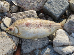 Prochilodus lineatus