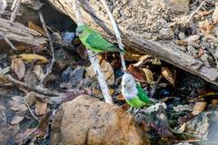 Agapornis canus canus