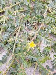 Tribulus terrestris