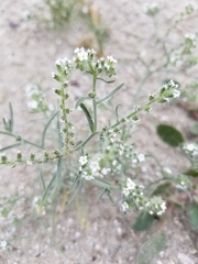 Cryptantha pterocarya
