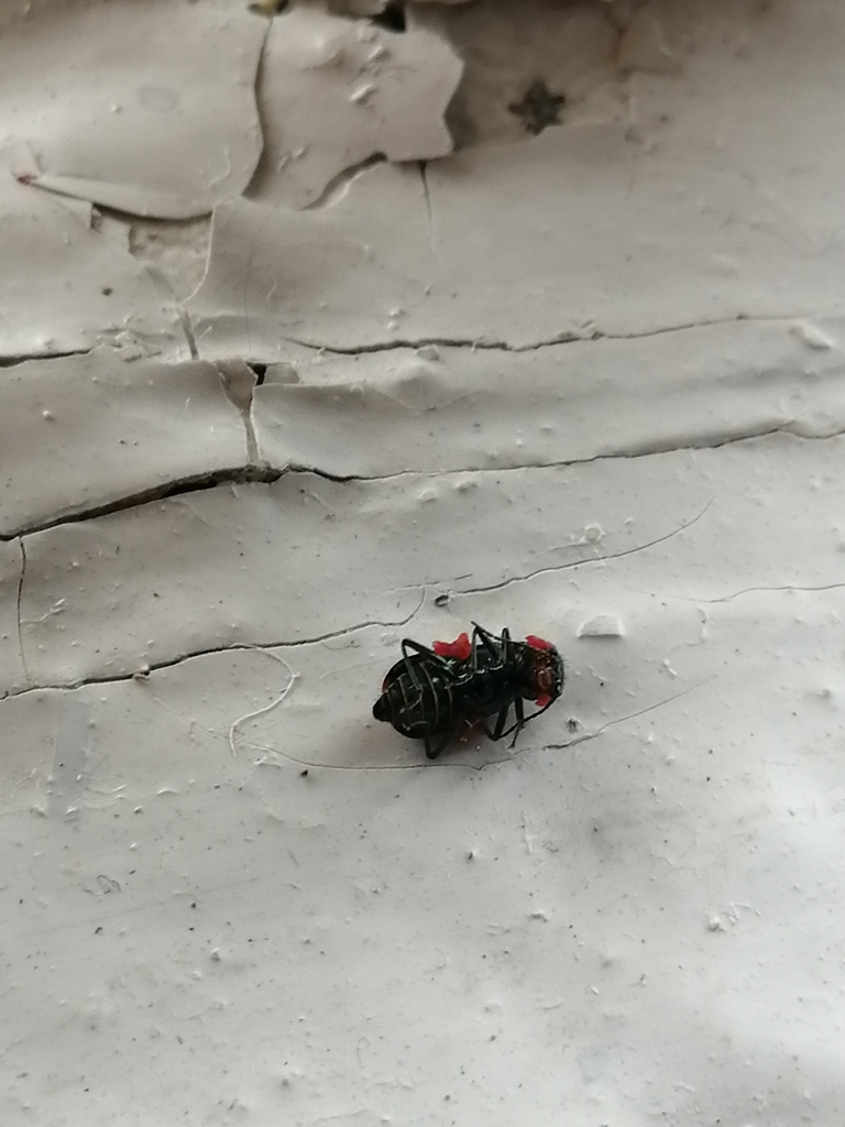 Common Malachite-beetle