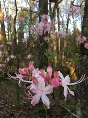 Rhododendron canescens