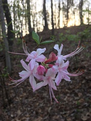 Rhododendron canescens