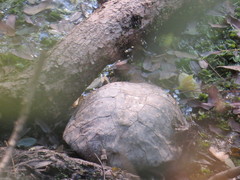 Hydromedusa tectifera