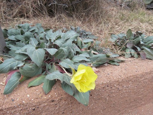 Image of Oenothera brachycarpa by (c) Annika Lindqvist, some rights reserved (CC BY)