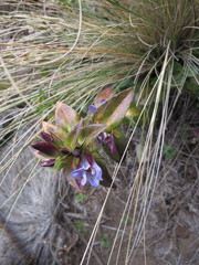 Gentiana spathacea