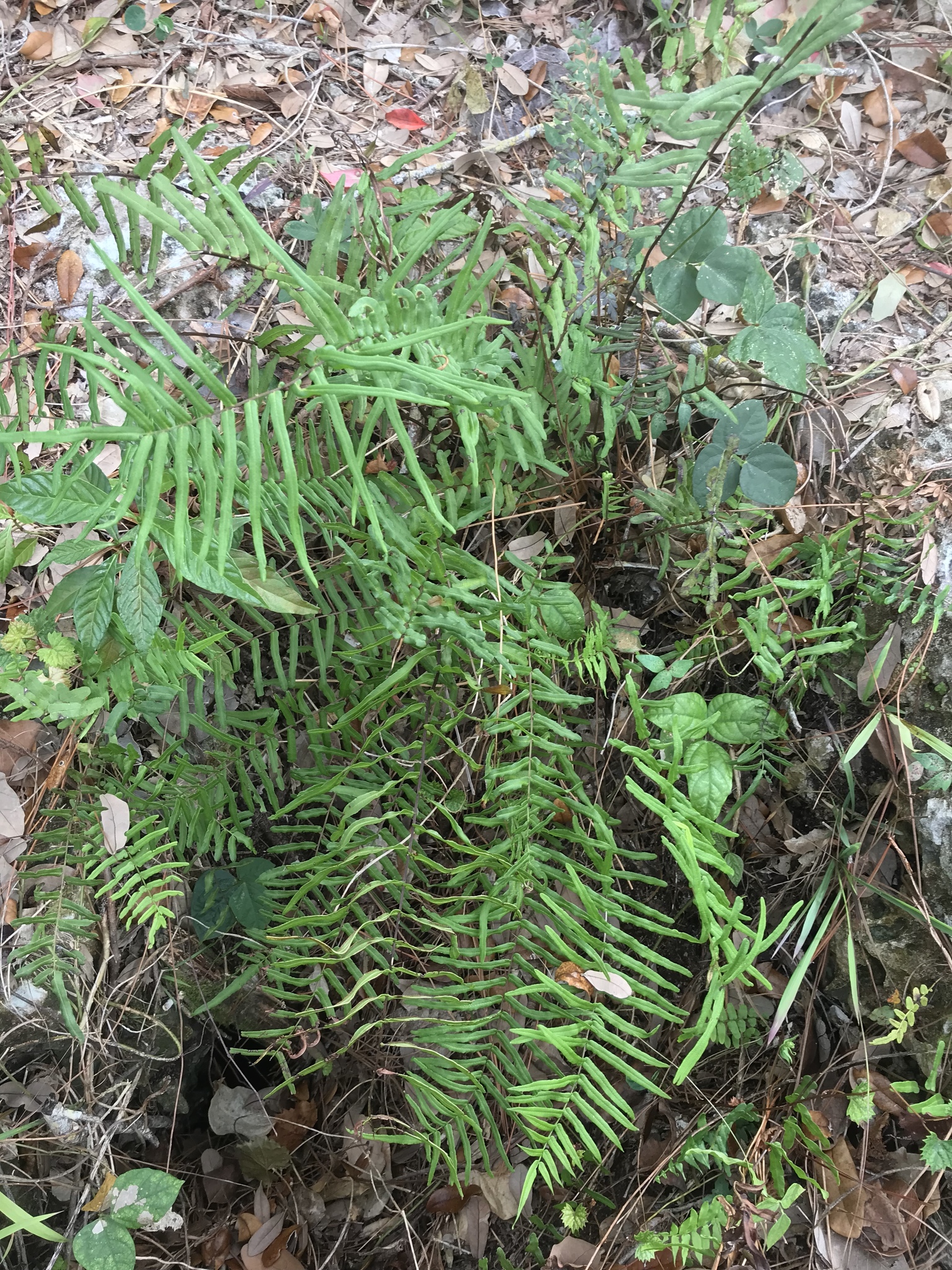 Pteris bahamensis