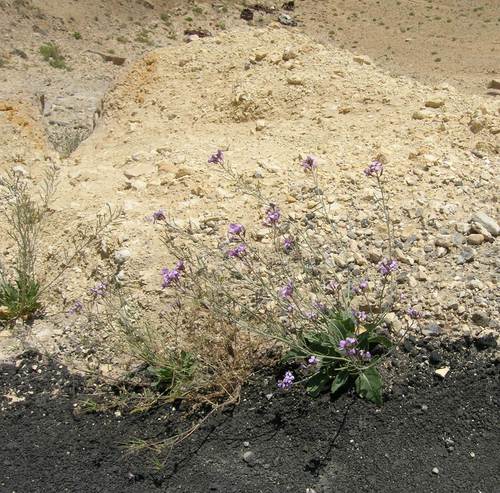 Diplotaxis acris (Diplotaxis acris)