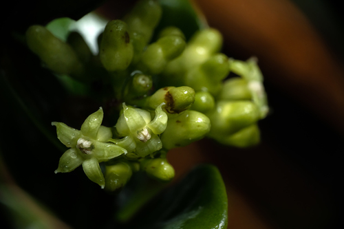 Psychotria densifolia