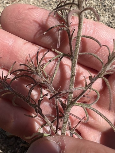 Image of Cordylanthus nevinii by no rights reserved