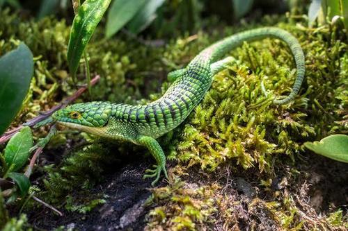 Terrestrial Arboreal Alligator Lizard