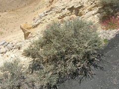 Anabasis articulata