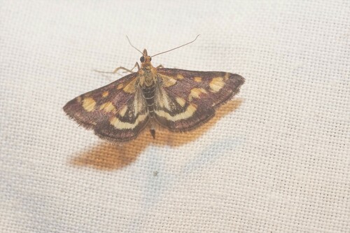 Pyrausta purpuralis