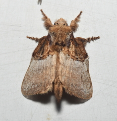 Euglyphis albidifascia