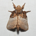 Euglyphis albidifascia - Photo (c) Josh Vandermeulen, μερικά δικαιώματα διατηρούνται (CC BY-NC-ND), uploaded by Josh Vandermeulen
