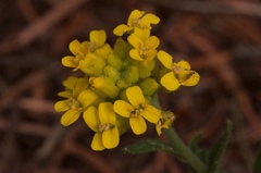 Draba helleriana