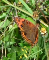 Junonia neildi varia