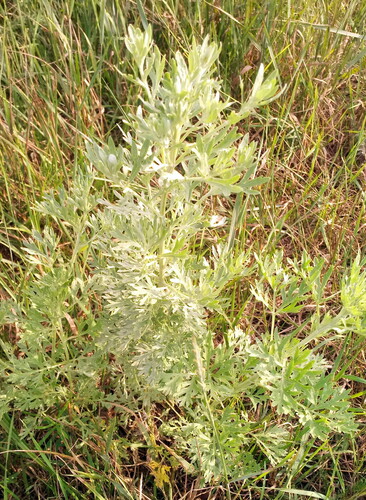 absinthe wormwood
