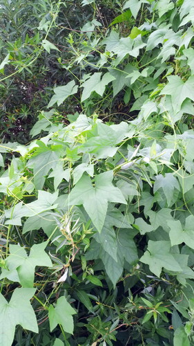 prickly cucumber