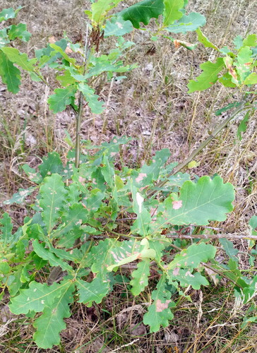 English oak