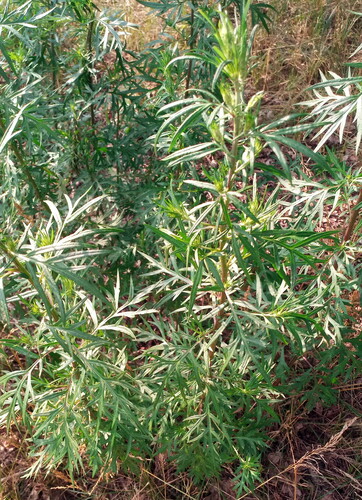 common mugwort
