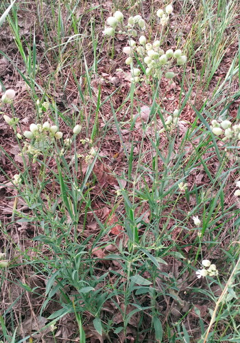 bladder campion