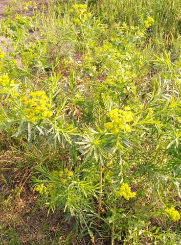 slender leafy spurge